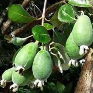 Фейхоа Нікітський ароматний