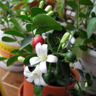 Мурайя Метельчаста