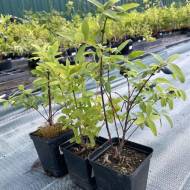 Комплект з 3-х унікальних жимолостей в контейнері