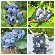 Комплект з 4-х саджанців чорниць (лохин) в контейнері