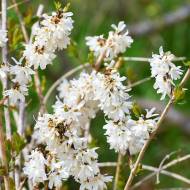 Саджанець Форзиція біла в контейнері