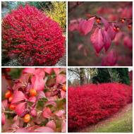 Саджанець Бересклет крилатий Compactus в контейнері