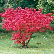 Саджанець Бересклет крилатий Compactus в контейнері