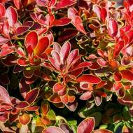 Саджанець Барбарис Тунберга Admiration в контейнері