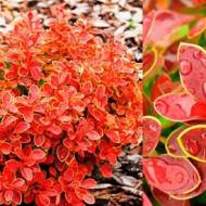 Саджанець Барбарис Тунберга Admiration в контейнері