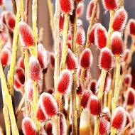 Саджанець Верба декоративна Mount Aso в контейнері