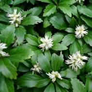 Саджанець Пахісандра Green Carpet в контейнері