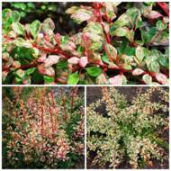 Саджанець Барбарис Тунберга Natasha в контейнері