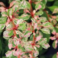 Саджанець Барбарис Тунберга Natasha в контейнері