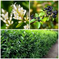 Саджанець Бірючина звичайна в контейнері