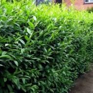 Саджанець Бірючина звичайна в контейнері