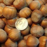 Саджанець Фундук Каталонський