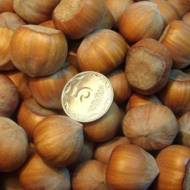 Саджанець Фундук Каталонський