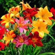 Комплект з 3-х лілійників