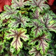 Саджанець Гейхера Тареstry в контейнері