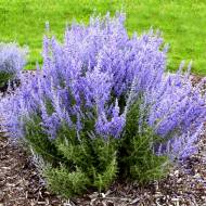 Саджанець Перовскія Little Spire в контейнері