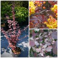 Саджанець Барбарис Оттавський Silver miles в контейнері