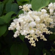 Бузок Амурський за 10 нас.