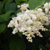 Бузок Амурський за 10 нас.