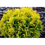 Саджанець Туя Dawid в контейнері