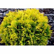 Саджанець Туя Dawid в контейнері