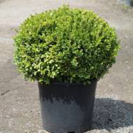 Самшит дрібнолистий (карликовий) в контейнері