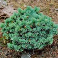 Саджанець Ялина Колюча Соня в контейнері