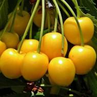 Саженец Вишня желтая пирамидальная