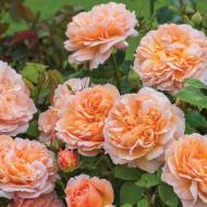 Роза английская Леди Гарднер (кустовая)