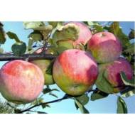 Саженец Яблоня Монтуан