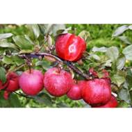 Саженец Яблоня красномясая Бая Мариса