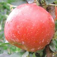 Саженец Яблоня Фуджи