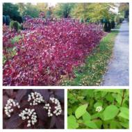 Саджанець Дерен Siberian Pearls в контейнері