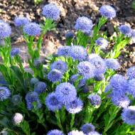 Саджанець Глобулярія в контейнері