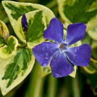 Саджанець Барвінок Variegata Vinca в контейнері