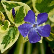 Саджанець Барвінок Variegata Vinca в контейнері