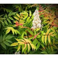 Саджанець Горобинник горобинолистний Sem в контейнері