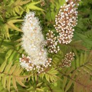 Саджанець Горобинник горобинолистний Sem в контейнері