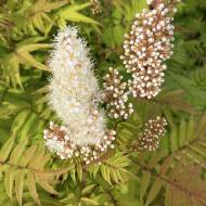 Саджанець Горобинник горобинолистний Sem в контейнері