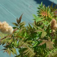 Саджанець Горобинник горобинолистний Sem в контейнері