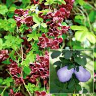 Саджанець Акебія п’ятилисточкова Rosea в контейнері