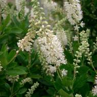 Саджанець Клетра вільхолиста Hummingbird в контейнері