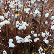 Саджанець Сніжноягідник White hedge