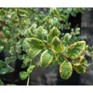 Саджанець Сніжноягідник Variegata в контейнері