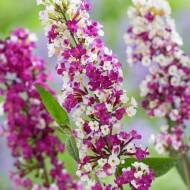 Саджанець Будлея Berries and Cream в контейнері