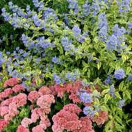 Каріоптеріс кладонський Heavenly blue в контейнері