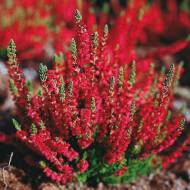 Саджанець Верес Athene в контейнері