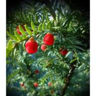 Тис ягідний baccata elegantisima в контейнері