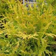 Саджанець Туя західна Sunkist в контейнері