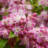 Саджанець Дейція гібридна Strawberry Fields в контейнері